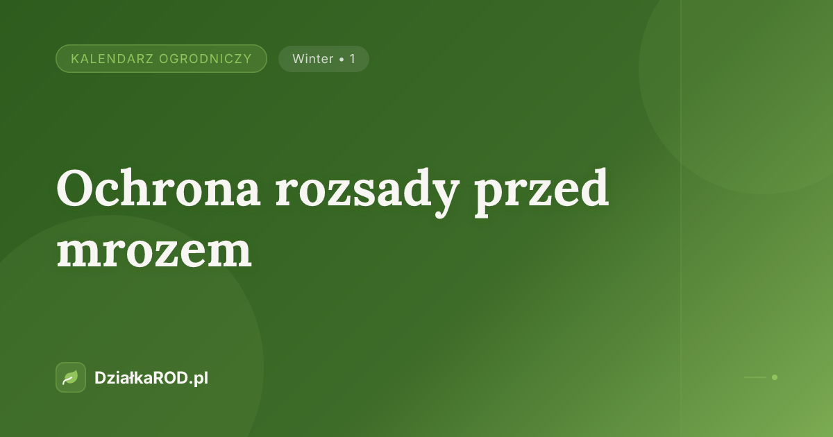 Ochrona rozsady przed mrozem