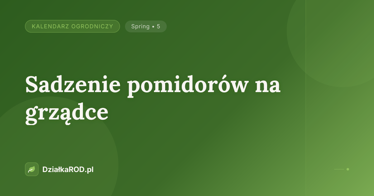 Sadzenie pomidorów na grządce