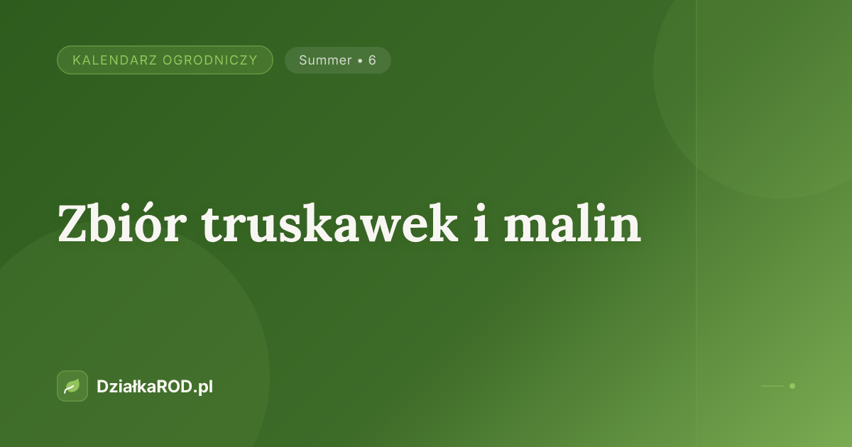 Zbiór truskawek i malin